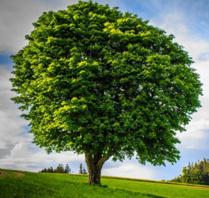 Illustration of Yang Wood shown as a tall, upright tree with strong vertical growth.
