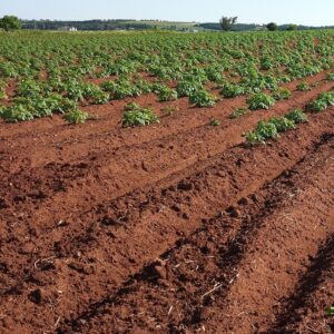 Soil illustration representing the Earth element in Yin
