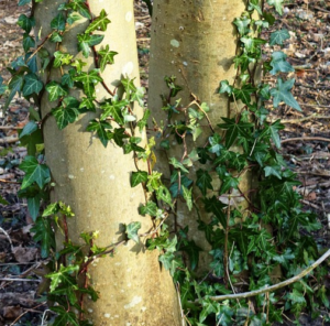 Illustration of Yin Wood shown as a flexible vine or climbing plant growing by spreading and adapting.